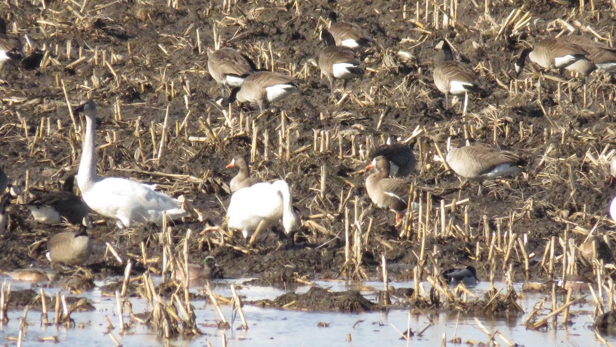 Greater White-fronted Goose - ML25598691