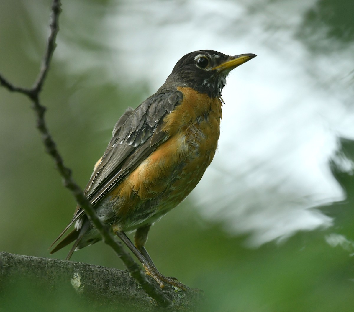 American Robin - ML255988221