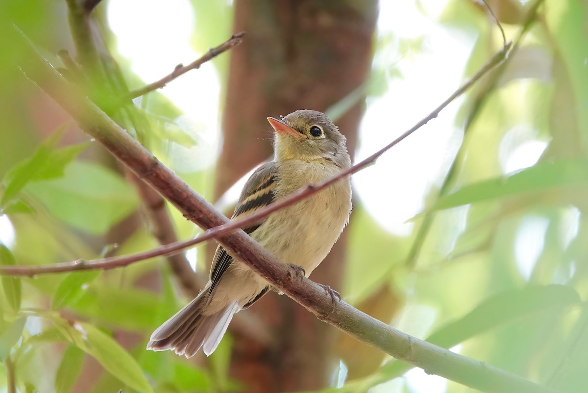 Western Flycatcher (Pacific-slope) - ML255989551