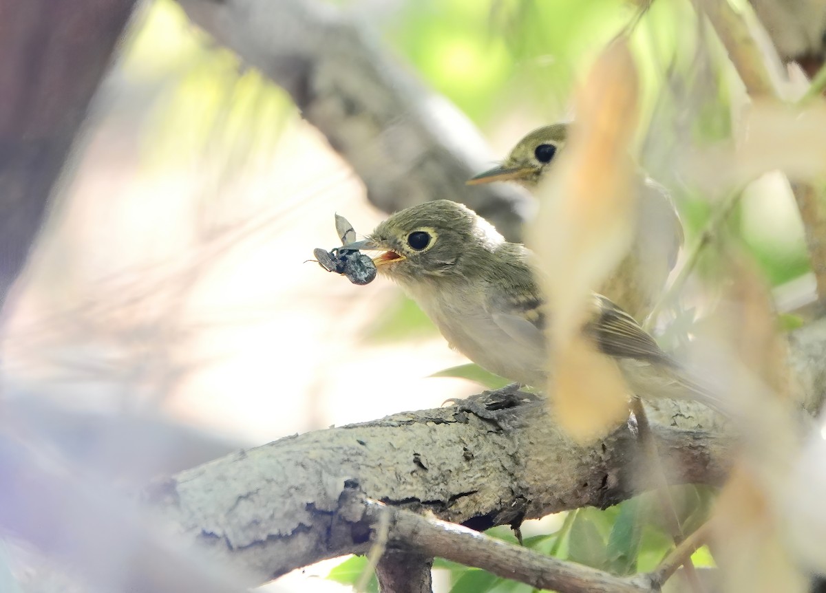 Western Flycatcher (Pacific-slope) - ML255989611