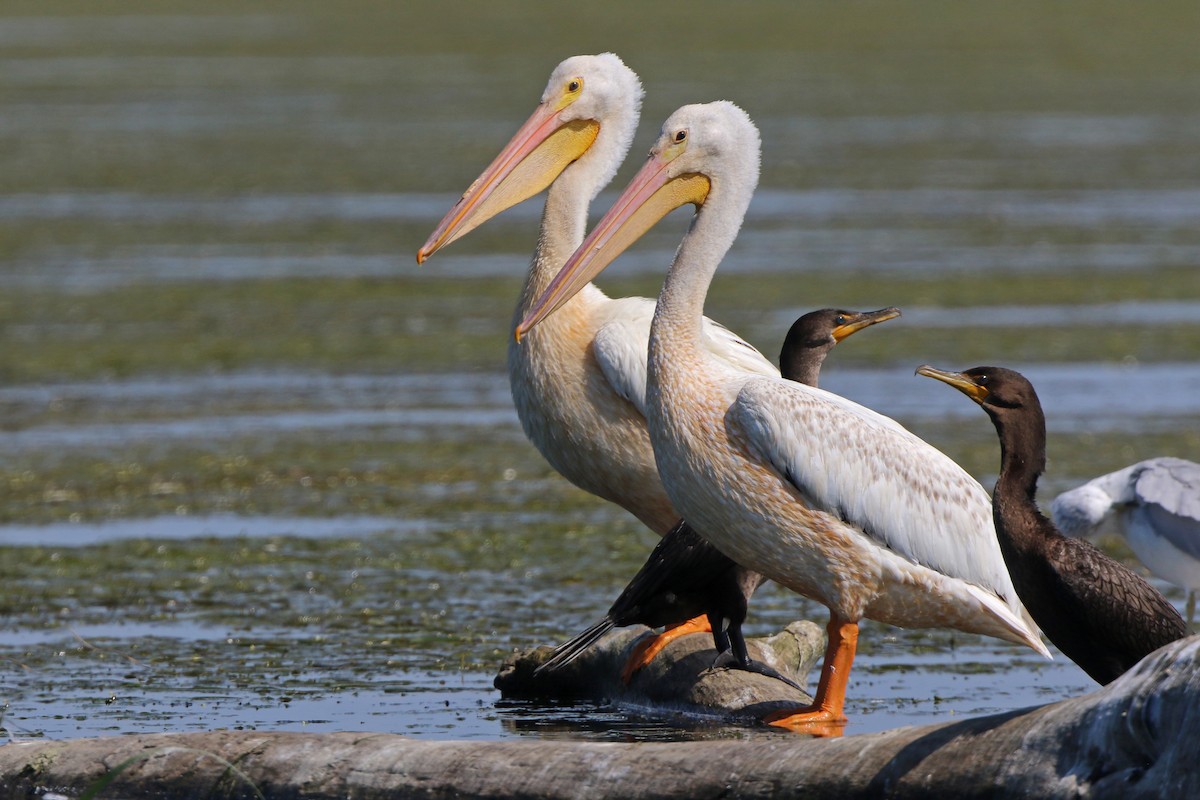 pelikán severoamerický - ML255990921