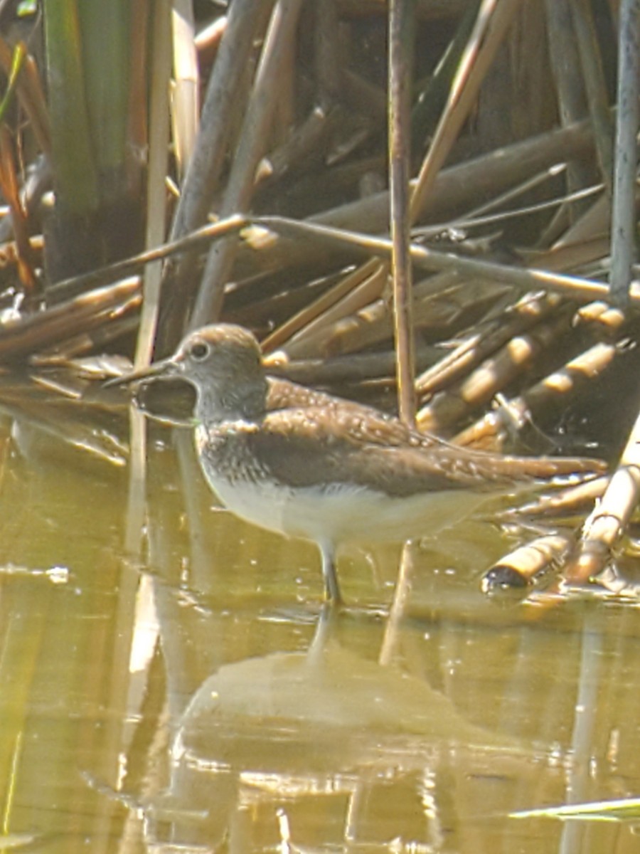 eremittsnipe - ML255991531