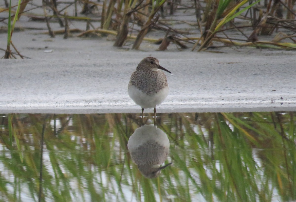 Pectoral Sandpiper - ML255991851