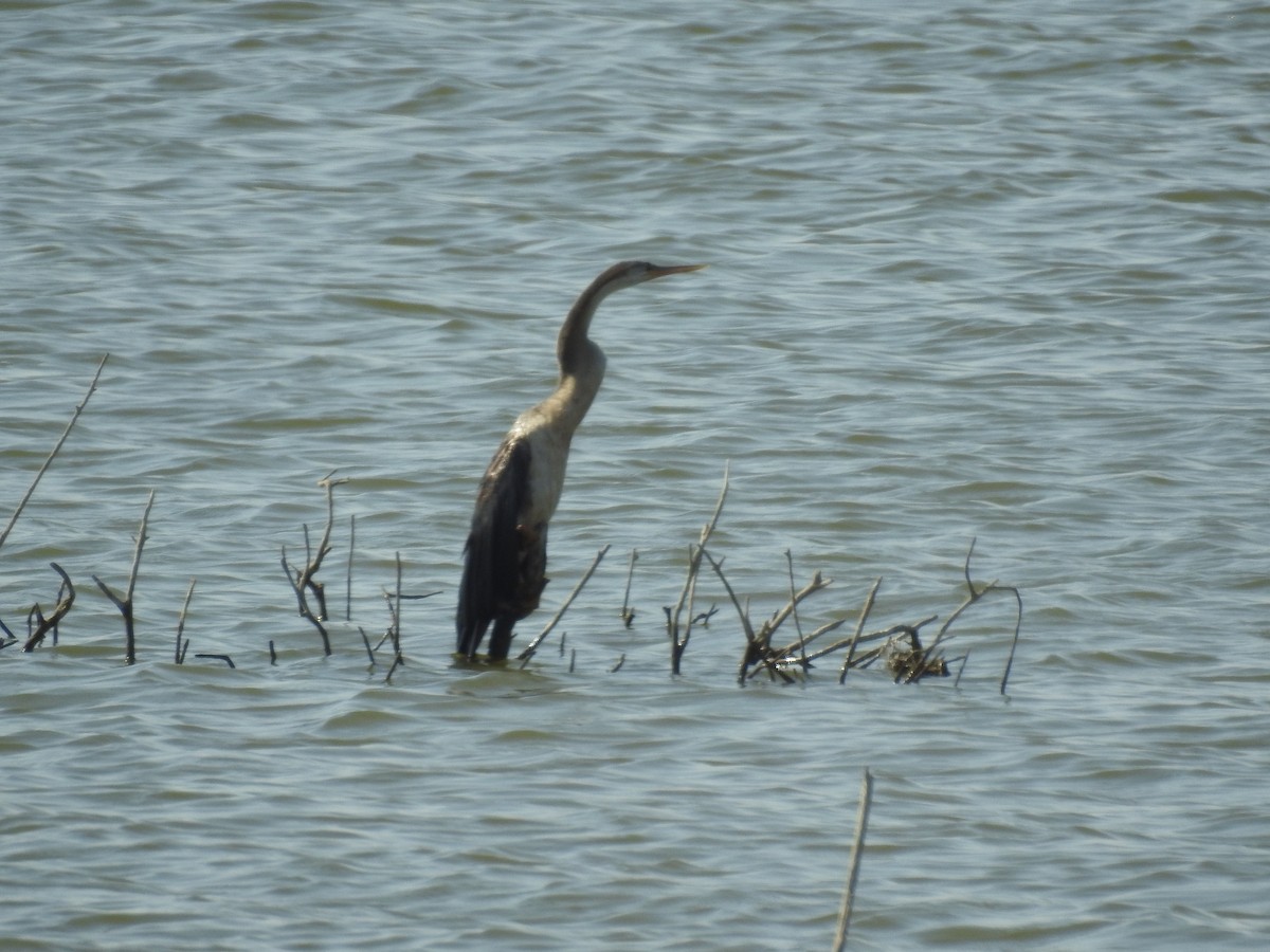 African Darter - ML255992801