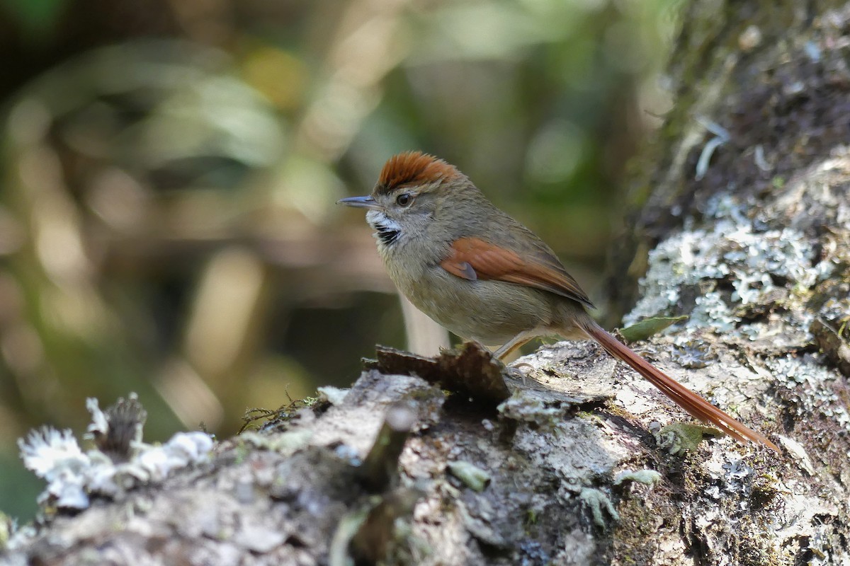 Azara's Spinetail - Jorge  Quiroga