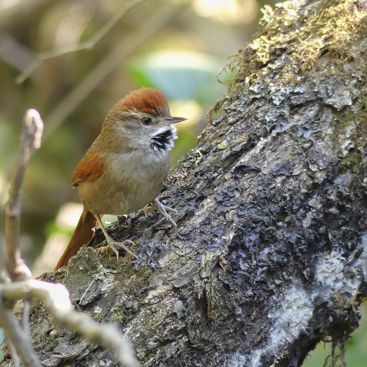 Azara's Spinetail - Jorge  Quiroga