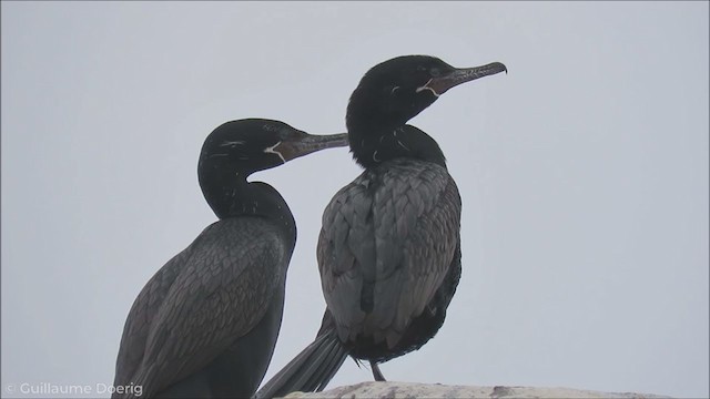 Cormoran vigua - ML255994621
