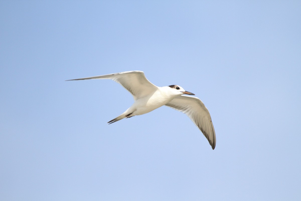 Common Tern - Oliver Gorski