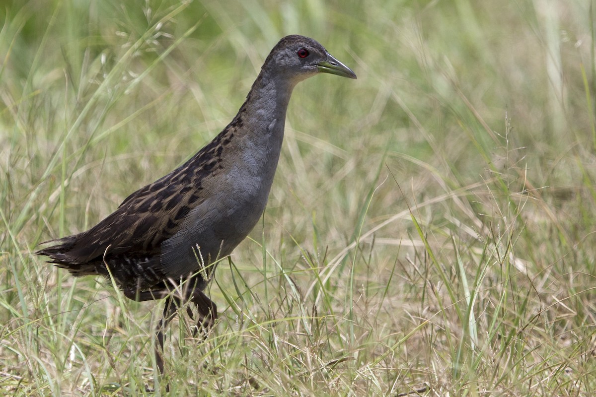 Ash-throated Crake - Victor Antonelli