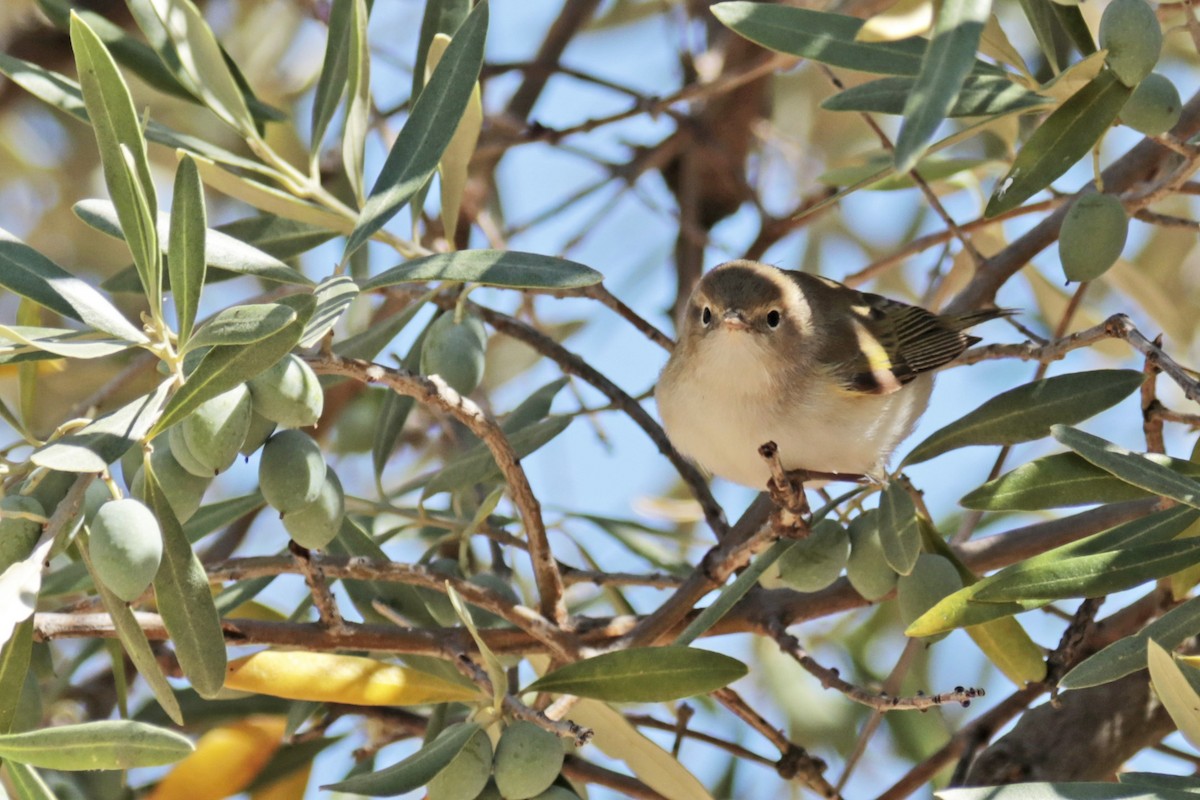 Mosquitero Papialbo - ML255995781