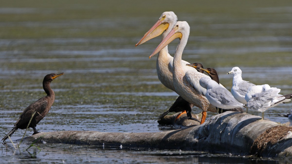 American White Pelican - ML255996301