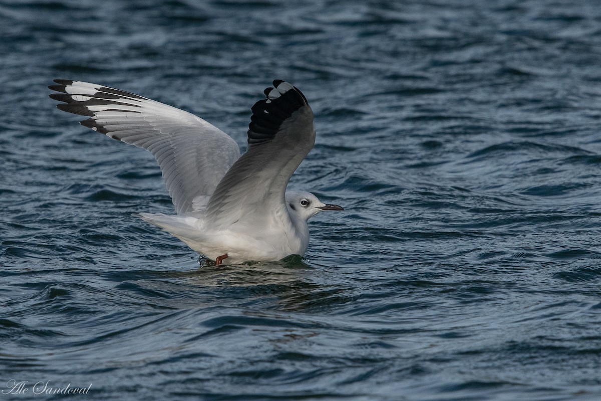 Andean Gull - ML255997121