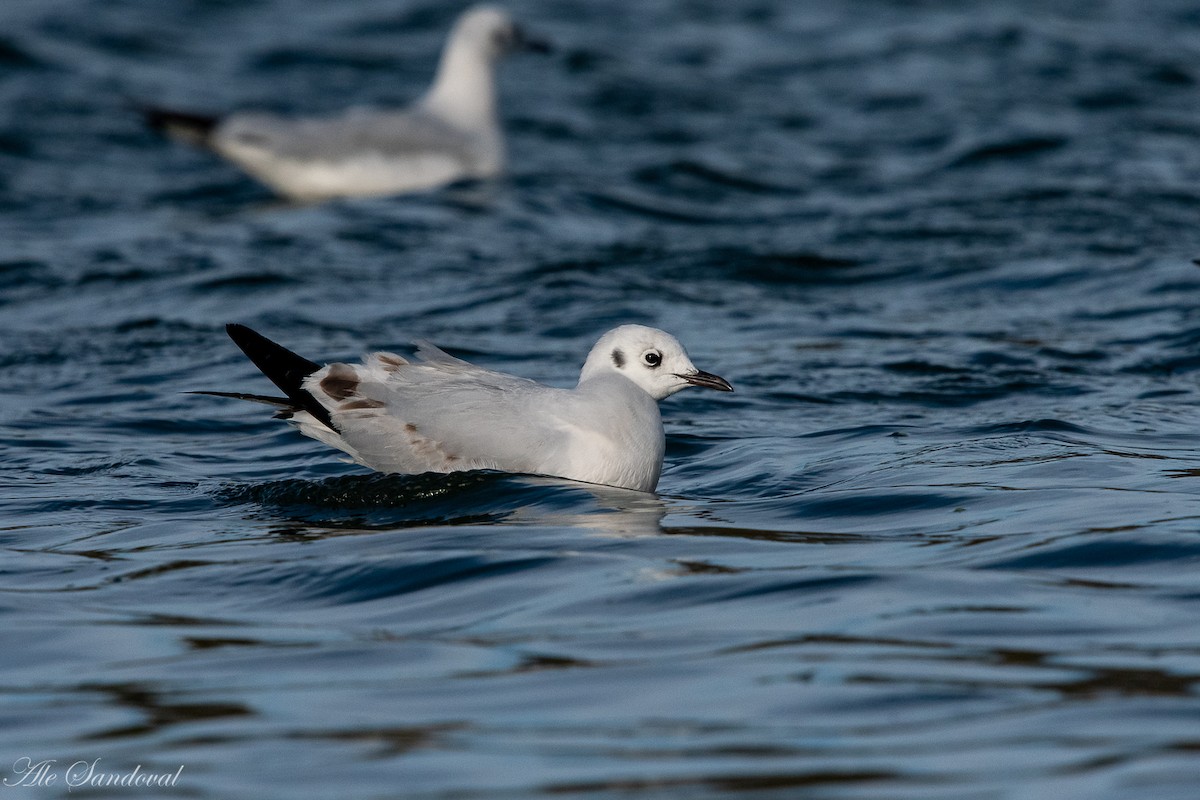 Andean Gull - ML255997331