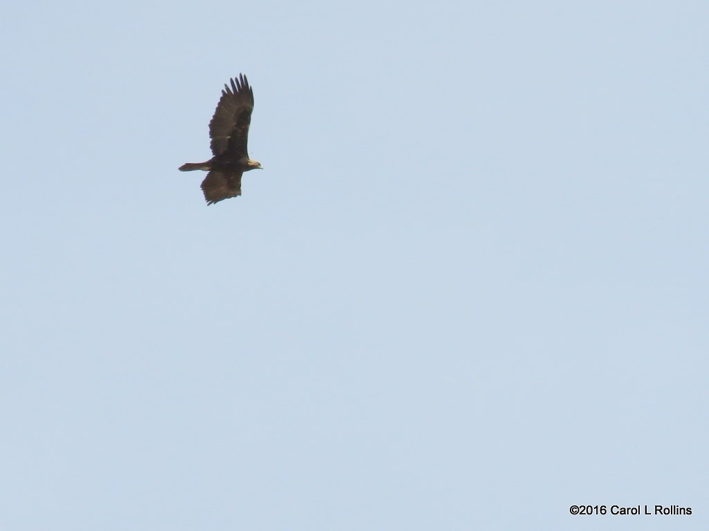 Golden Eagle - Carol Rollins