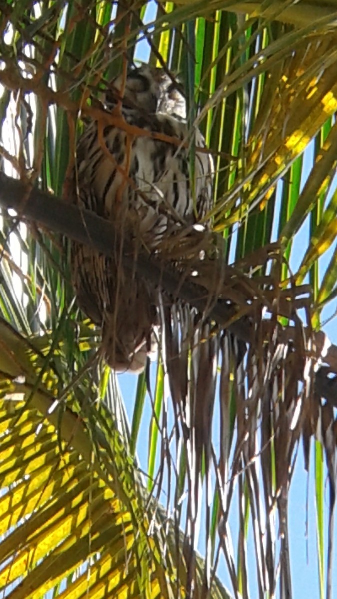 Striped Owl - ML255999141