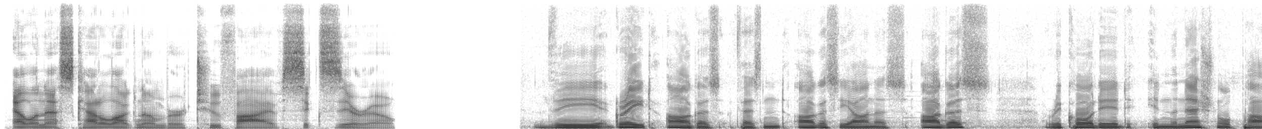 Great Argus - ML2560