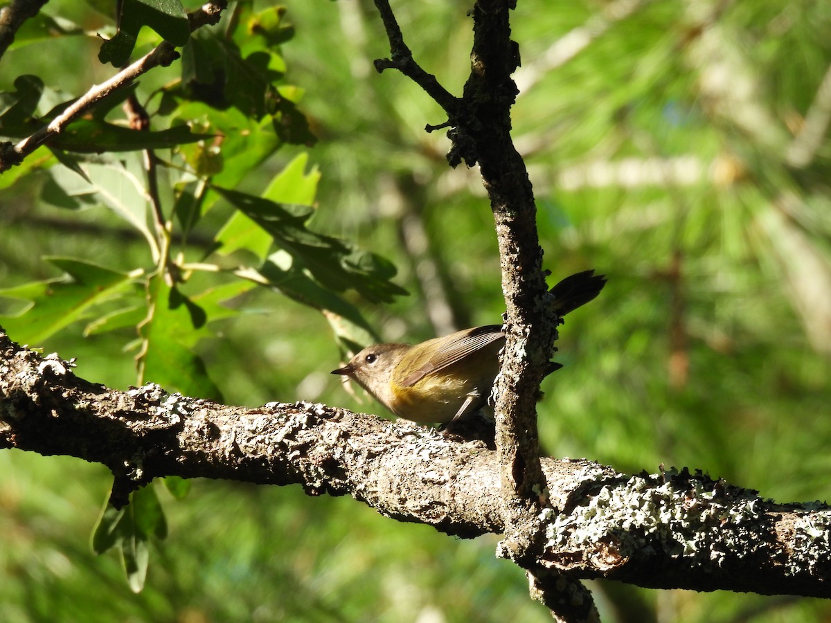 Mourning Warbler - ML256000051