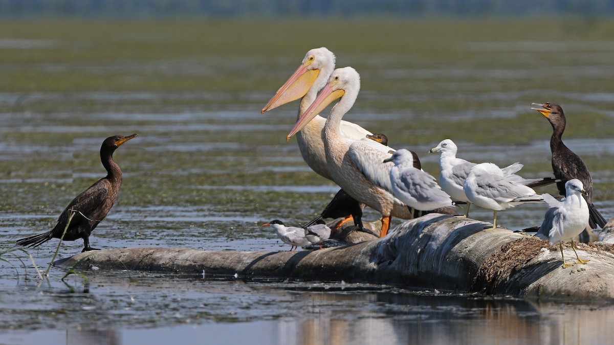 pelikán severoamerický - ML256000141