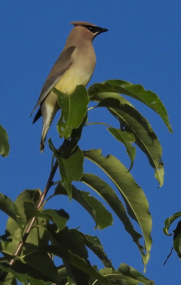 Cedar Waxwing - ML256000721