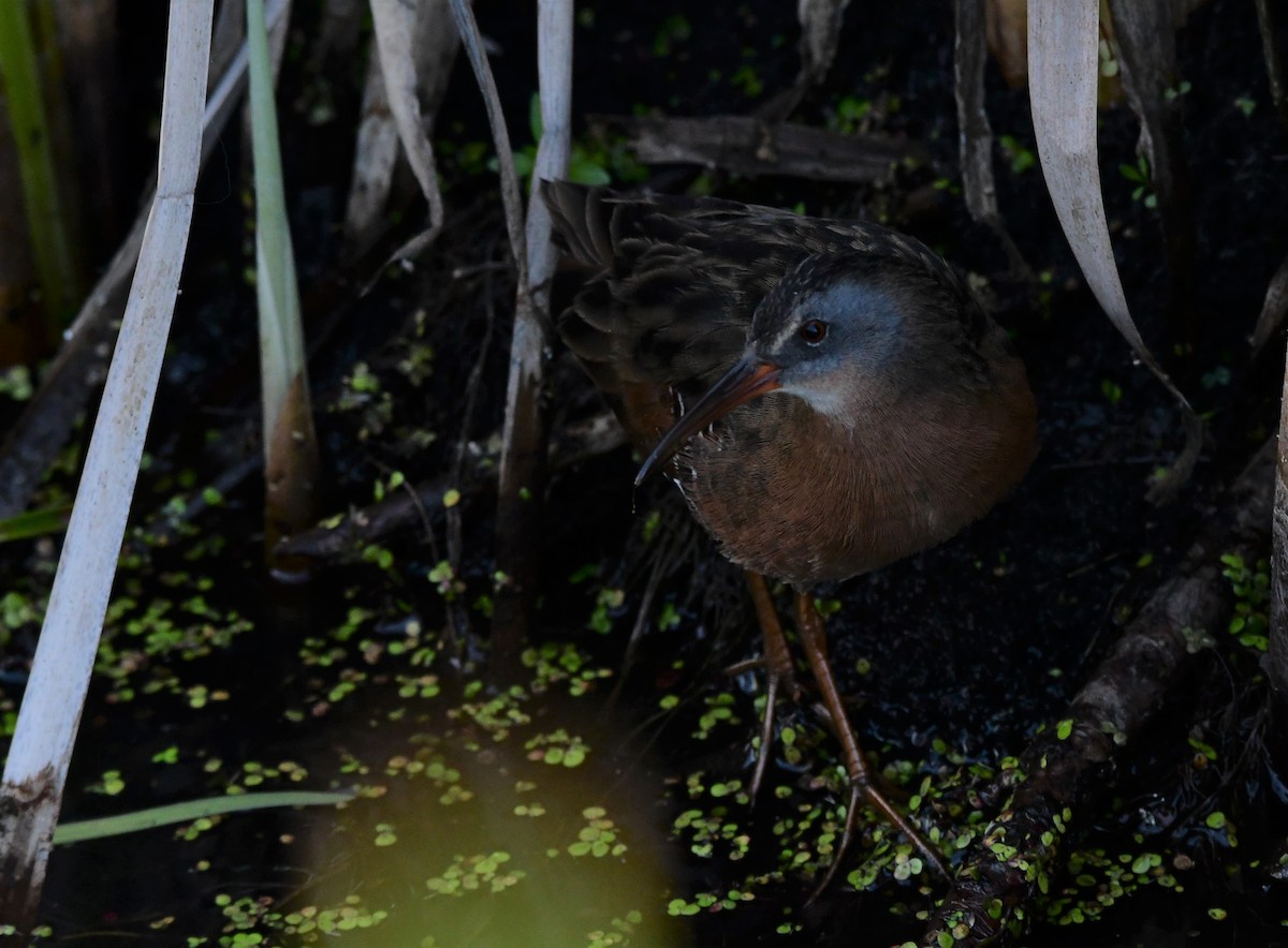 Virginia Rail - ML256000841