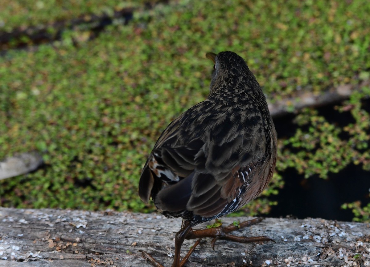 Virginia Rail - ML256000931