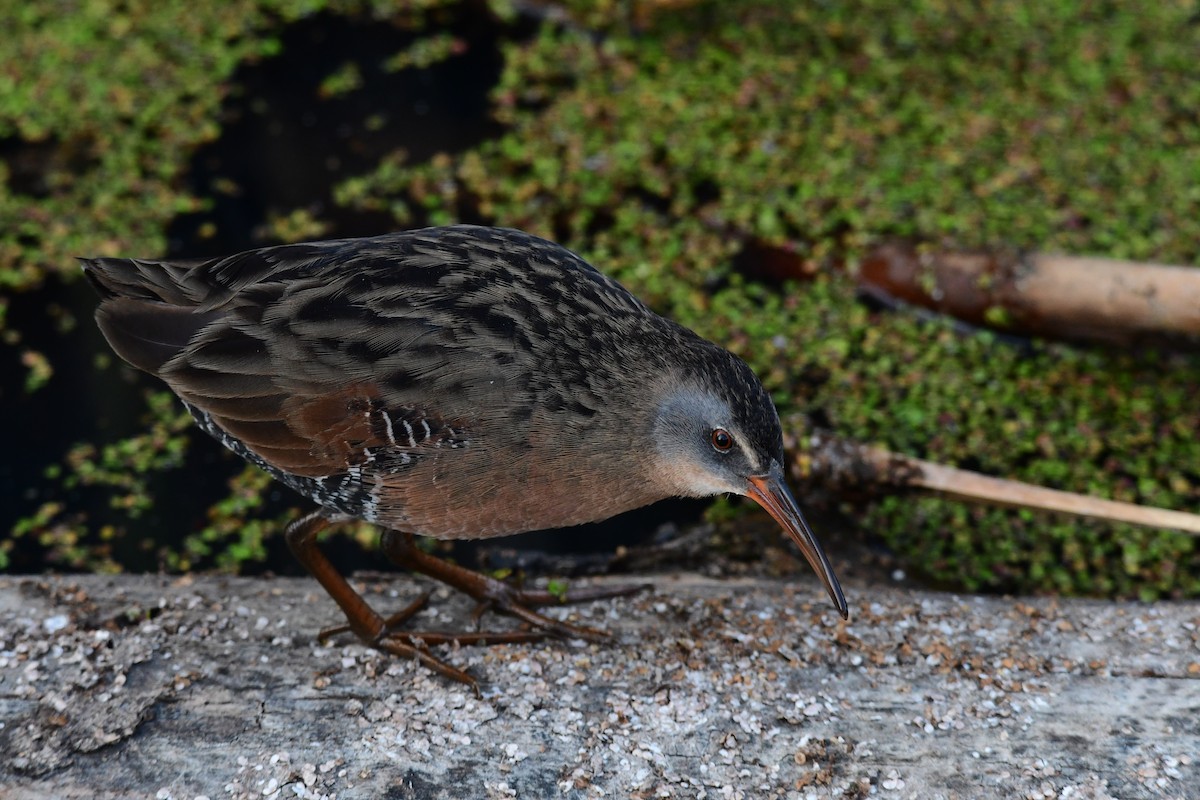 Virginia Rail - ML256000941