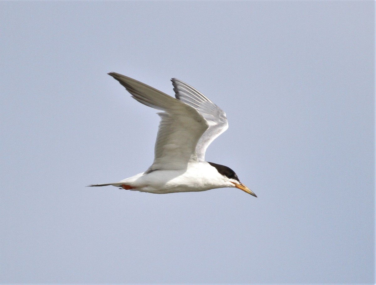Forster's Tern - ML256005691