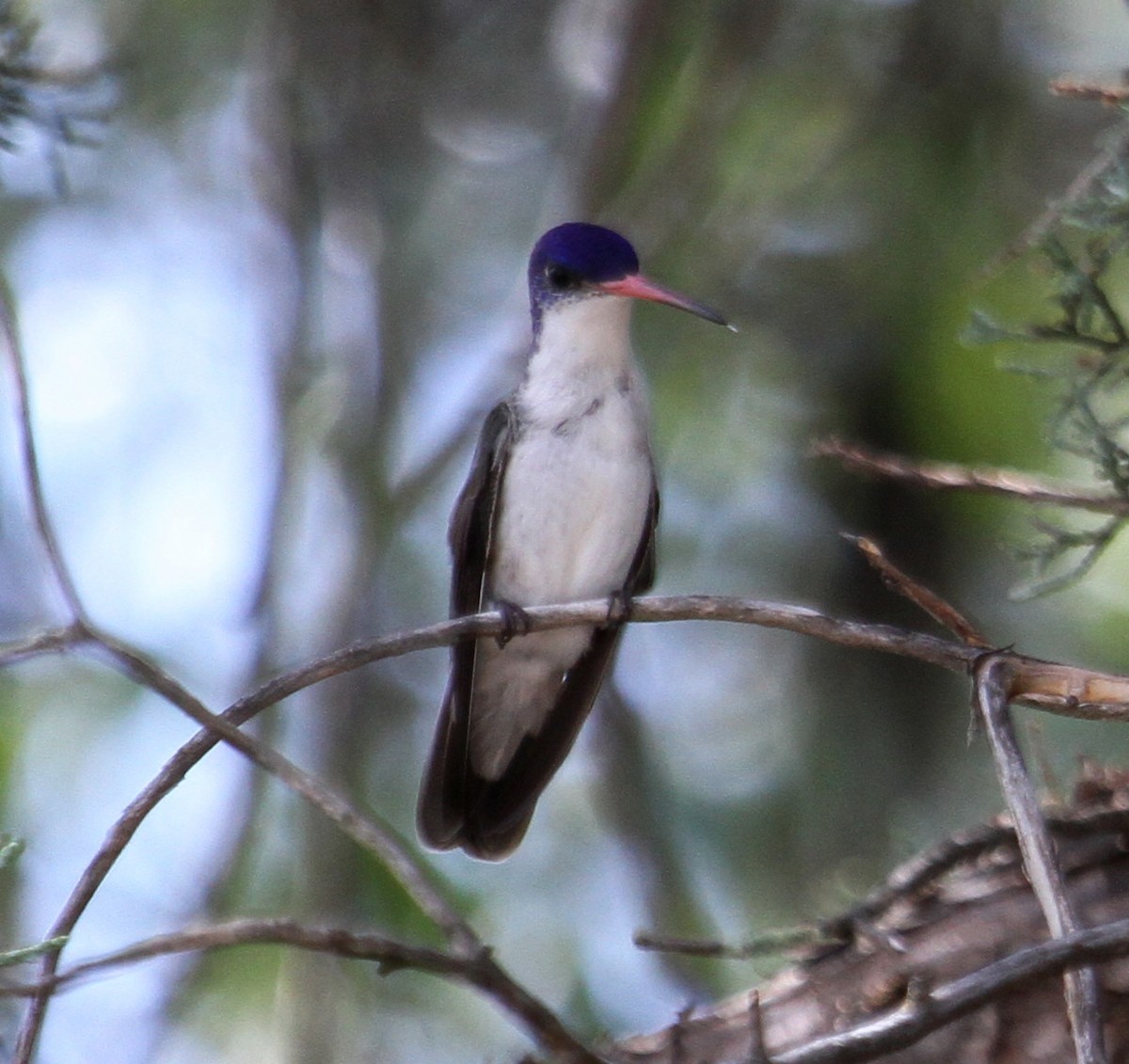 Violet-crowned Hummingbird - Susan Heath