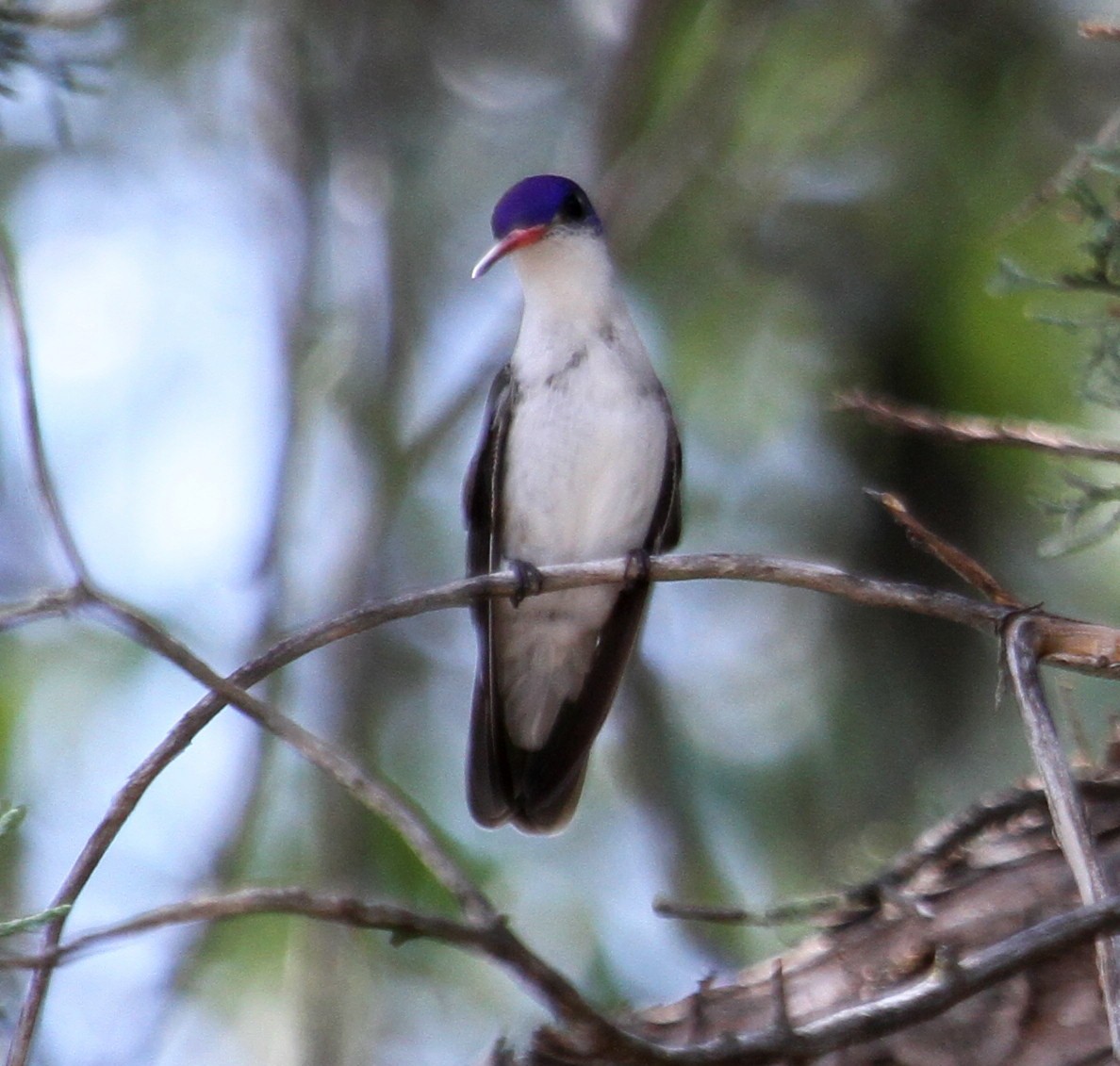 Violet-crowned Hummingbird - Susan Heath