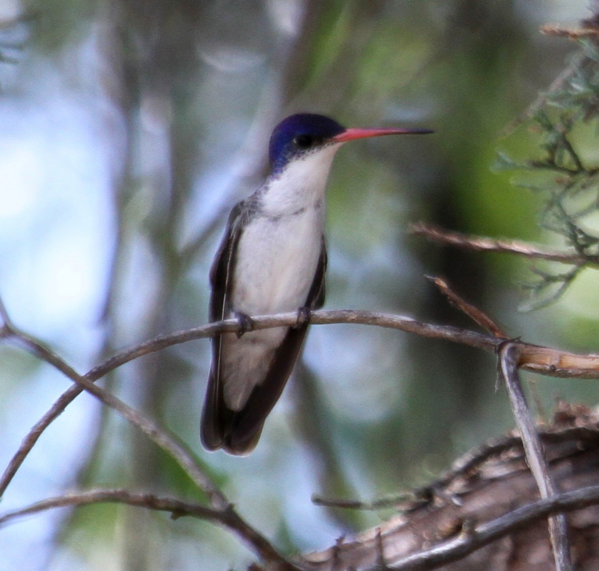 Violet-crowned Hummingbird - ML256006671