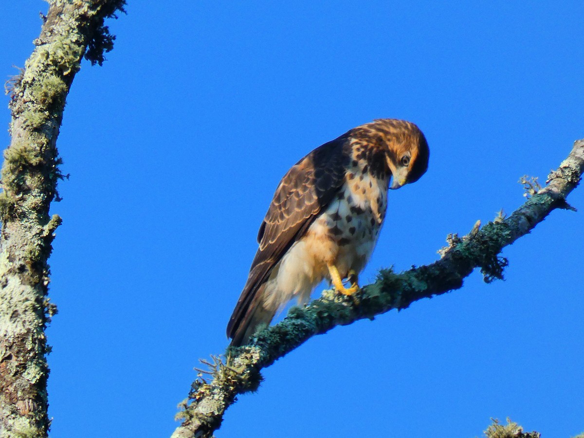 Broad-winged Hawk - ML256007331