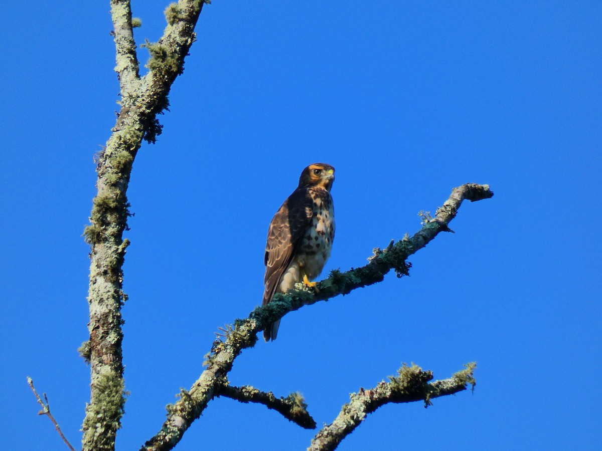 Broad-winged Hawk - ML256007431