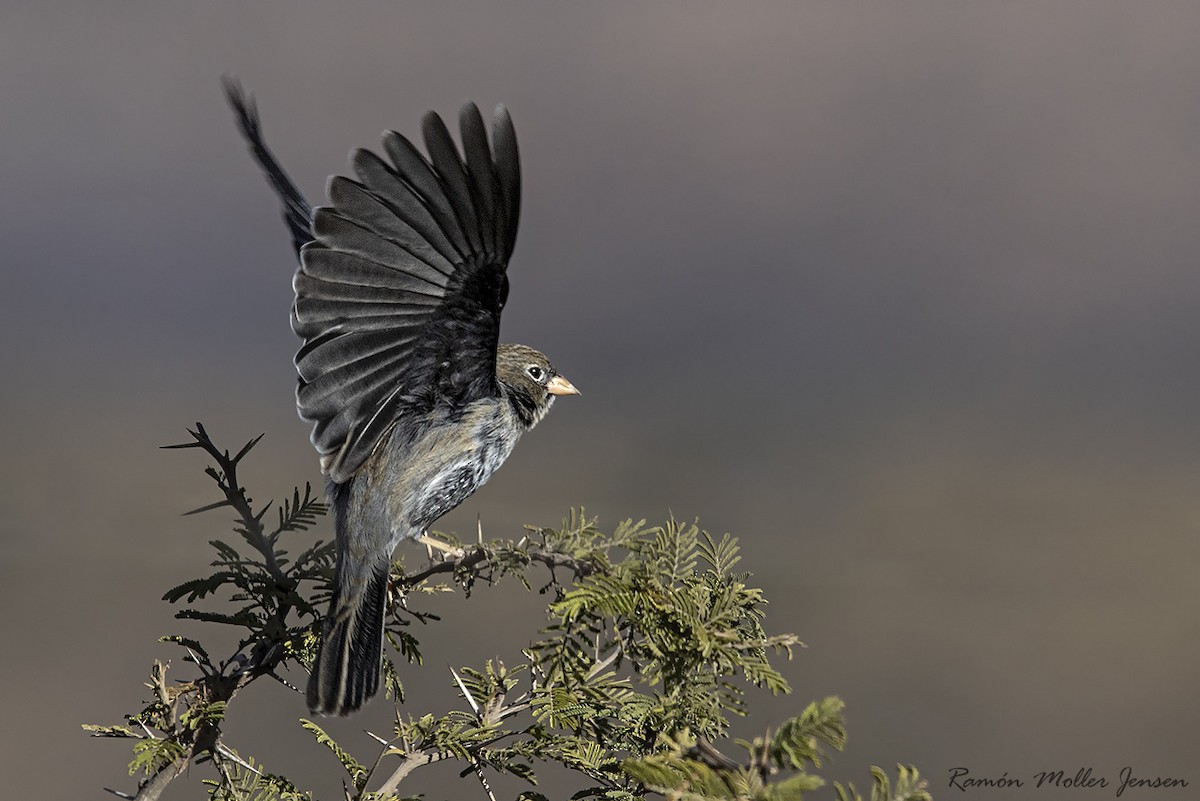 Carbonated Sierra Finch - Ramón  Moller Jensen