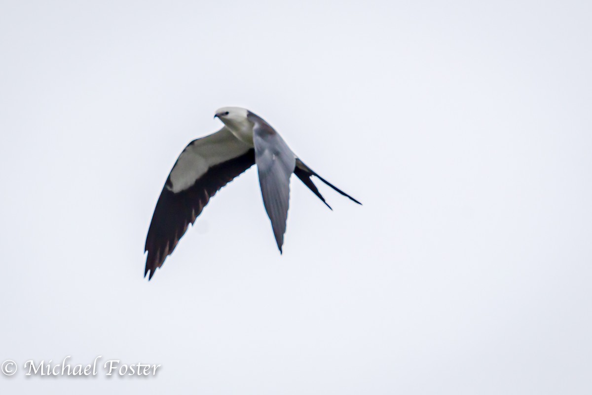 Swallow-tailed Kite - Michael Foster