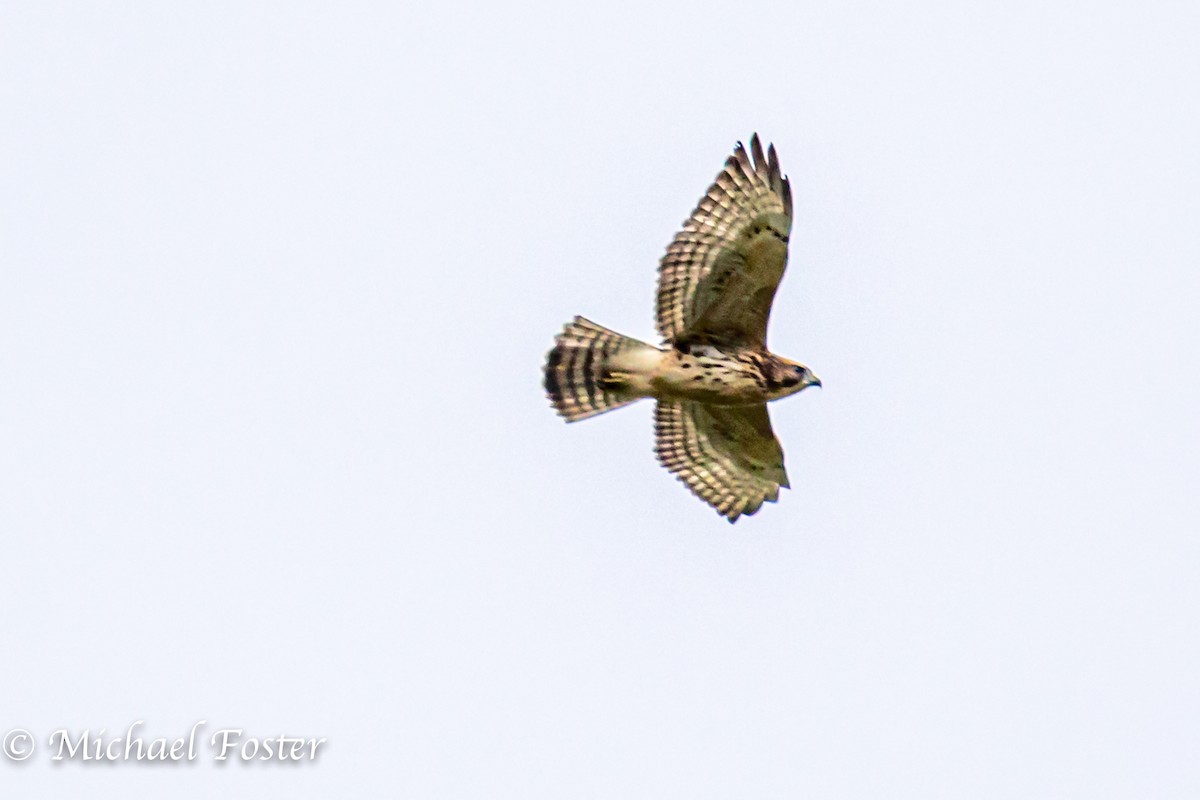 Broad-winged Hawk - ML256009111