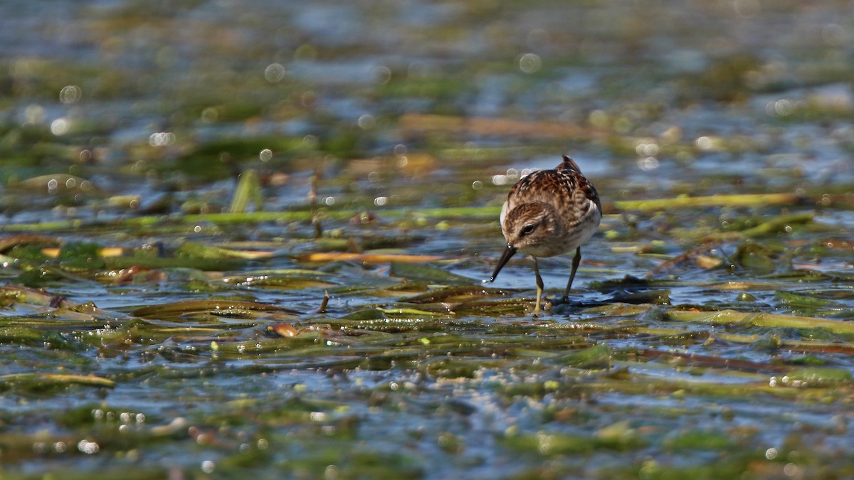 Least Sandpiper - Daniel Jauvin