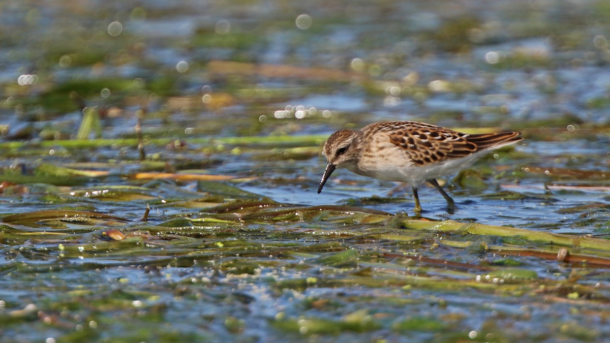 Least Sandpiper - Daniel Jauvin