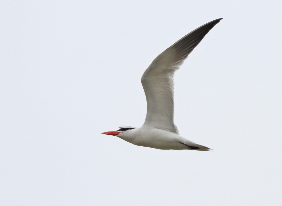 Caspian Tern - Oliver Gorski