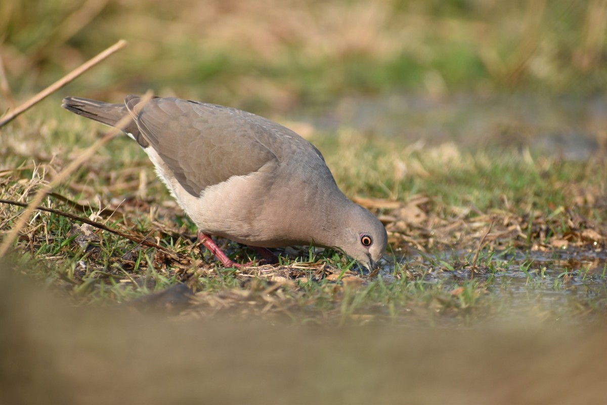 White-tipped Dove - ML256009871