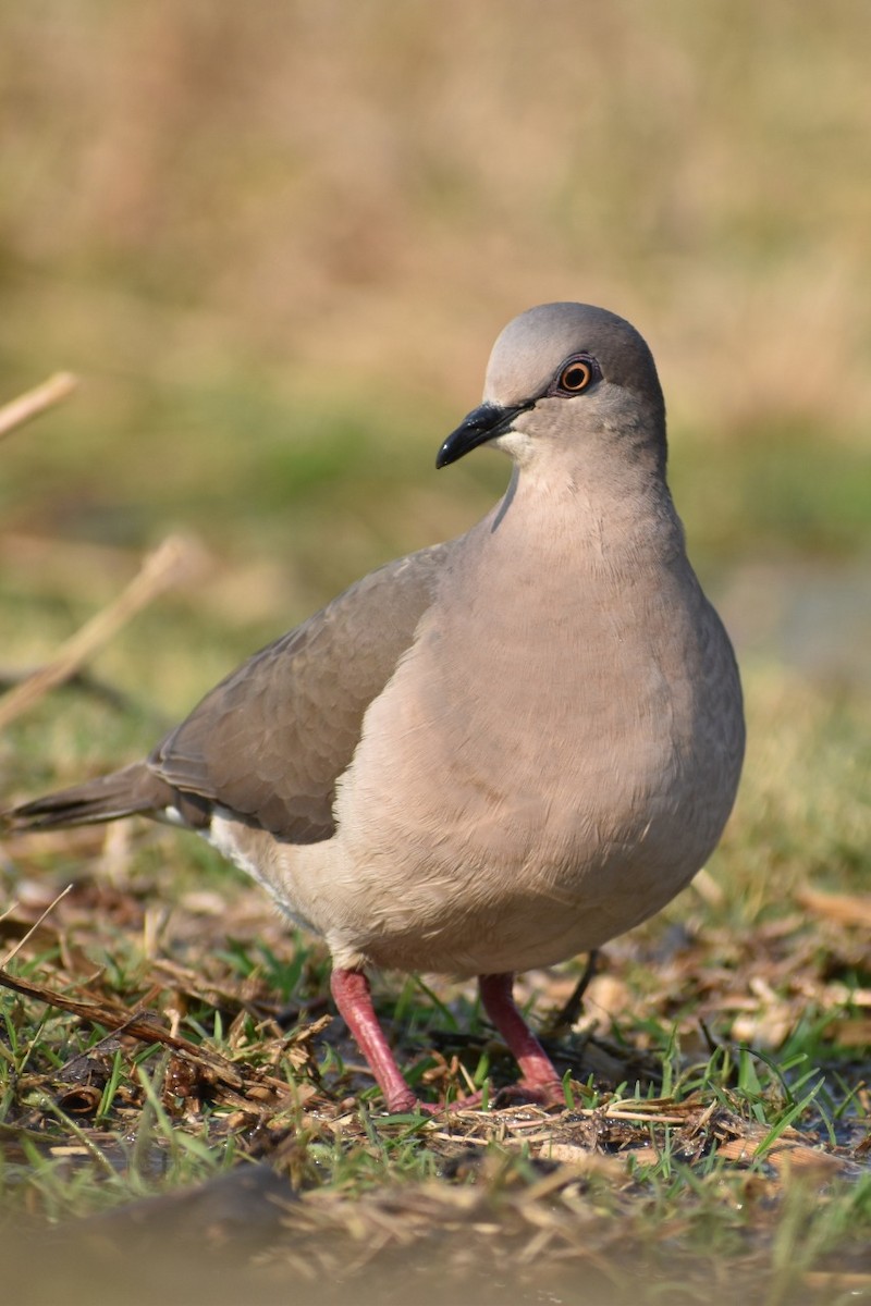 White-tipped Dove - ML256009881