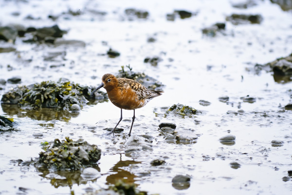 Curlew Sandpiper - Tom Crabtree