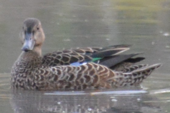 Cinnamon Teal - Buzz Schaumberg