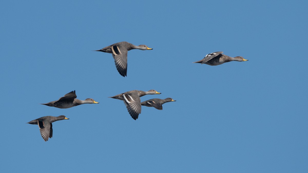 Yellow-billed Pintail - Pablo Re