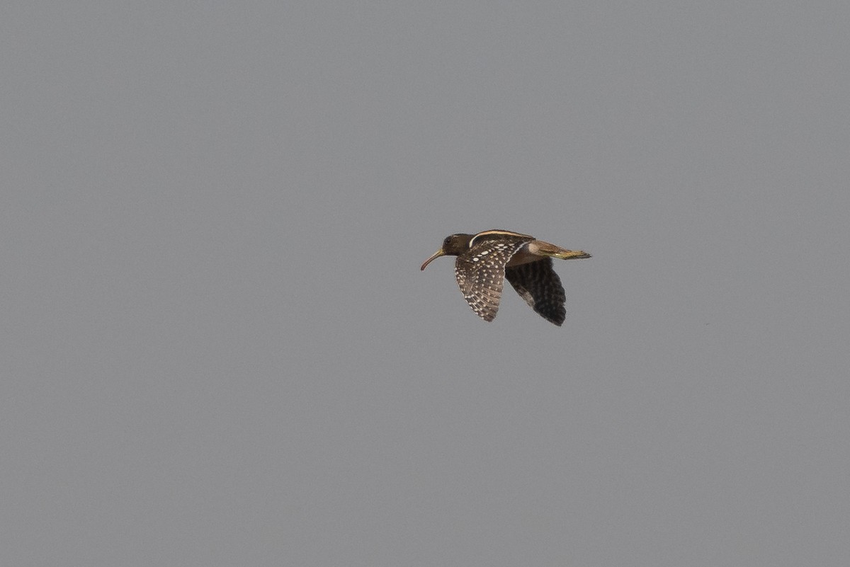 South American Painted-Snipe - ML256011881