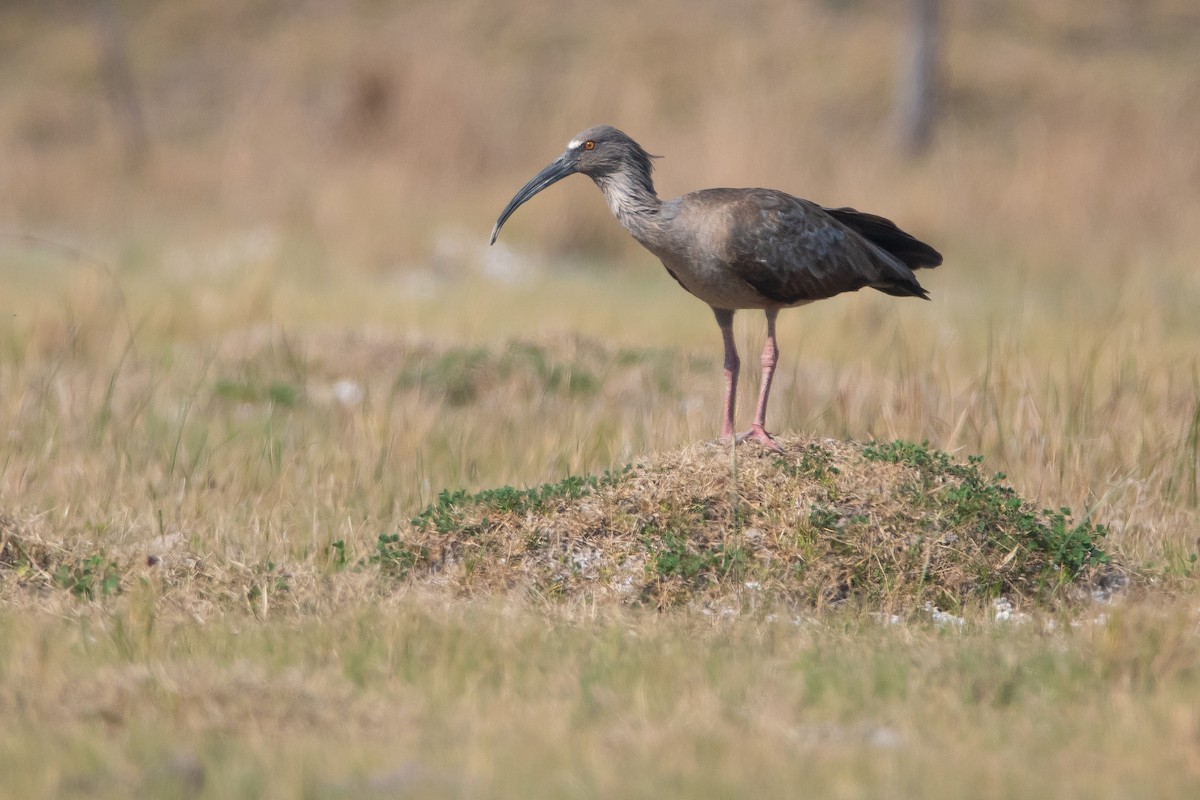 ibis běločelý - ML256012061
