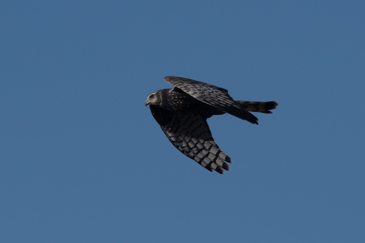 Long-winged Harrier - ML256012091