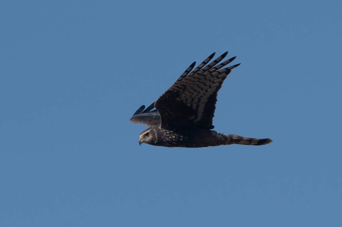 Long-winged Harrier - ML256012101