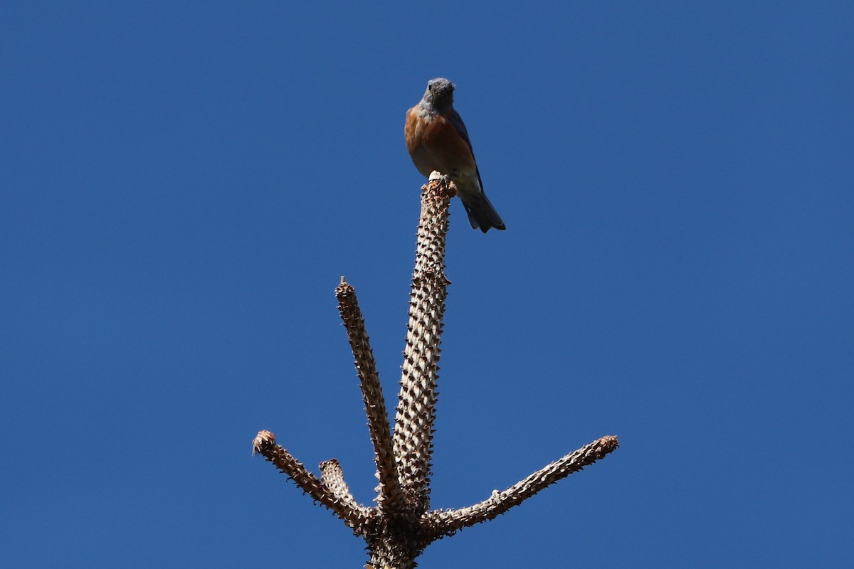 Western Bluebird - Clayton Borzini