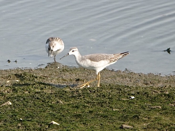 Wilson's Phalarope - ML256014041