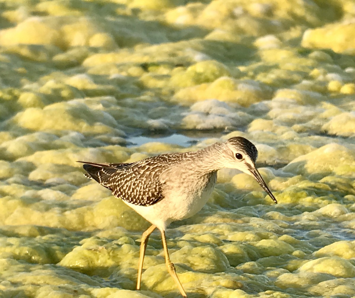 Lesser Yellowlegs - ML256014231